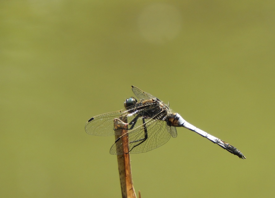 Orthetrum albistylum - fehérfarkú pásztorszitakötő