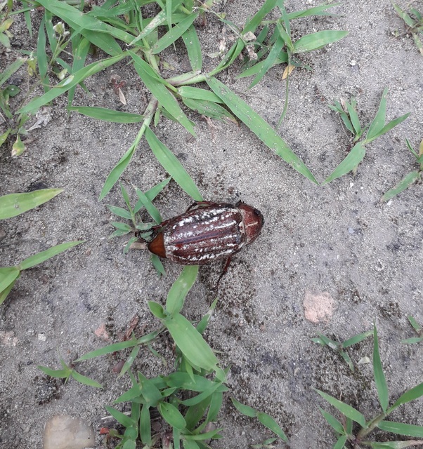 Anoxia orientalis - keleti cserebogár
