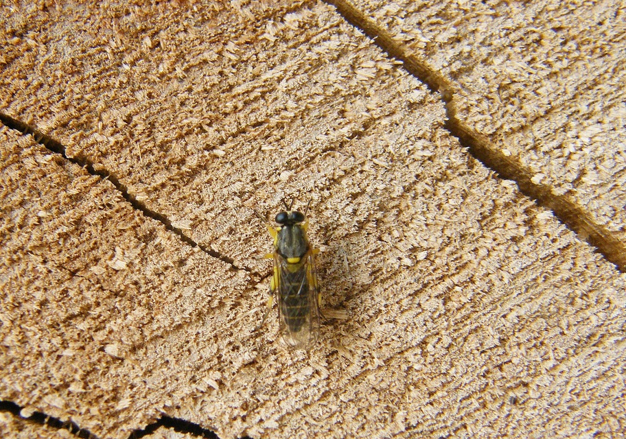 Solva marginata