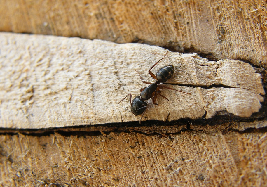 Camponotus fallax - ligeti lóhangya