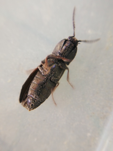 Cidnopus pilosus - szőrös pattanó