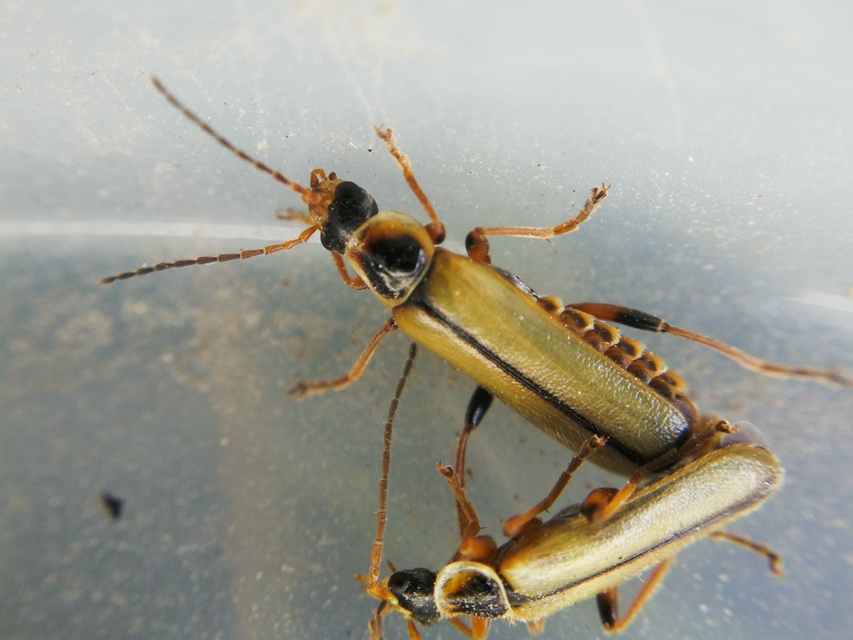 Metacantharis clypeata - tavaszi lágybogár