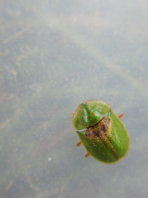 Cassida