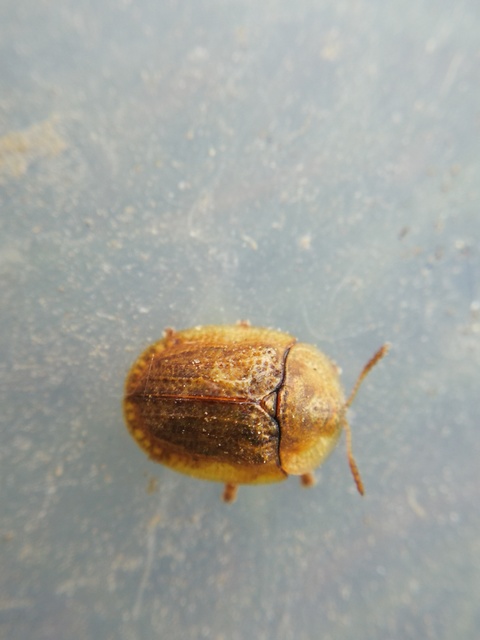 Hypocassida subferruginea - közönséges bordáspajzsbogár