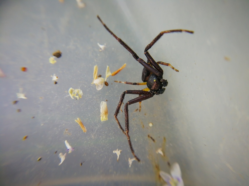 Pistius truncatus - csonka karolópók
