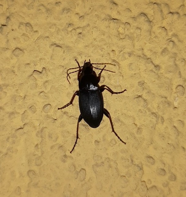 Calathus fuscipes - sokpontos tarfutó
