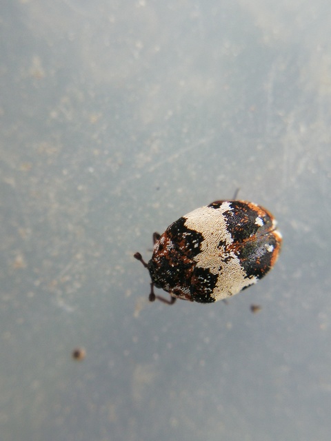 Anthrenus querneri