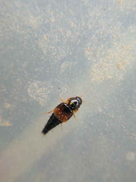 Tachyporus hypnorum - közönséges kószaholyva