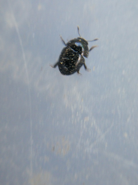 Phalacridae - kalászbogárfélék Phalacridae - kalászbogárfélék