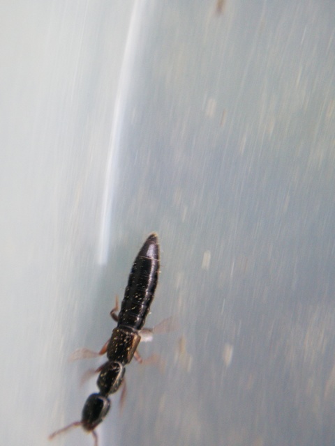 Xantholinus Xantholinus