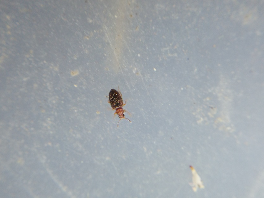 Latridiidae - pudvabogárfélék Latridiidae - pudvabogárfélék