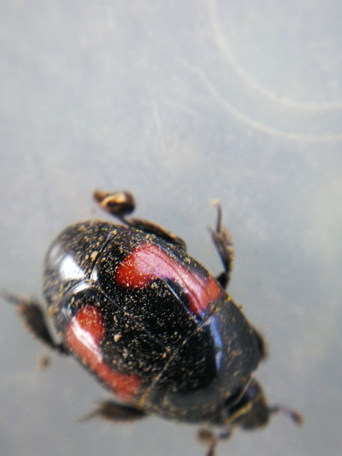 Hister quadrimaculatus - közönséges sutabogár
