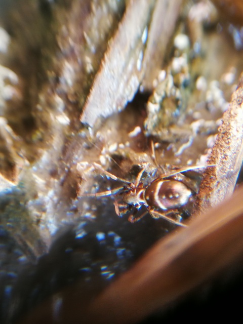 Micaria pulicaria - ékes fémpók