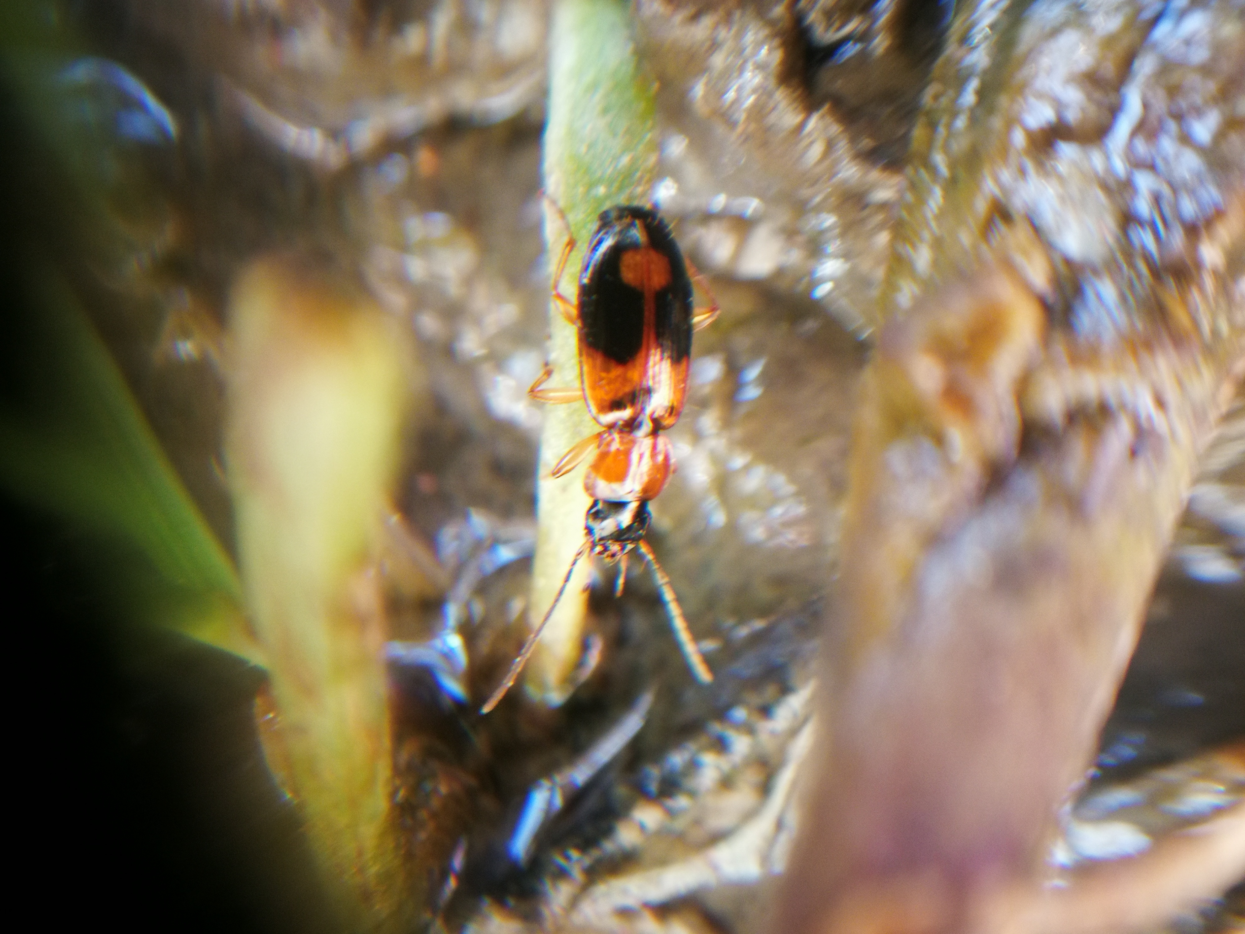 Badister bullatus - kis posványfutonc