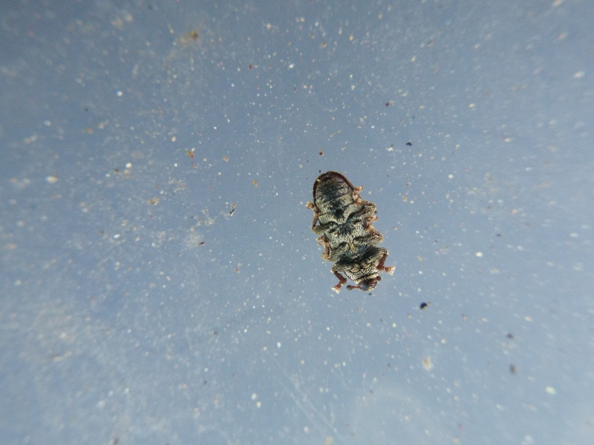 Tychius cuprifer - rezesbarna tímárormányos