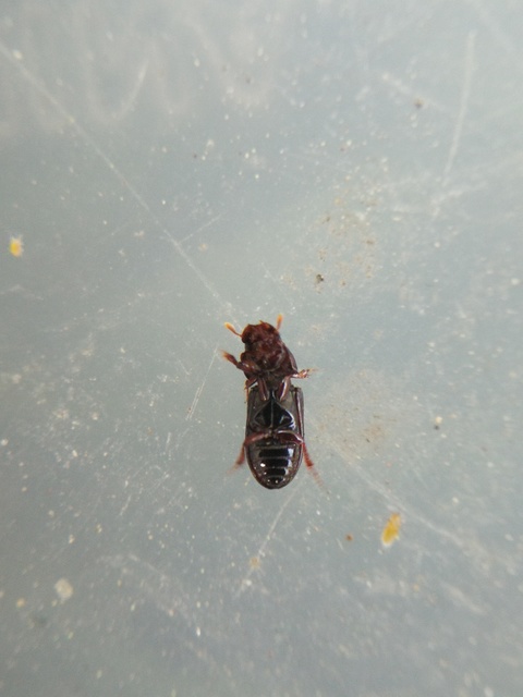 Pleurophorus caesus - hengeres trágyabogár
