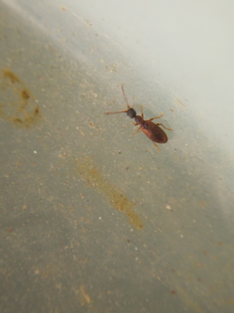 Endomia tenuicollis - keskenynyakú fürgebogár