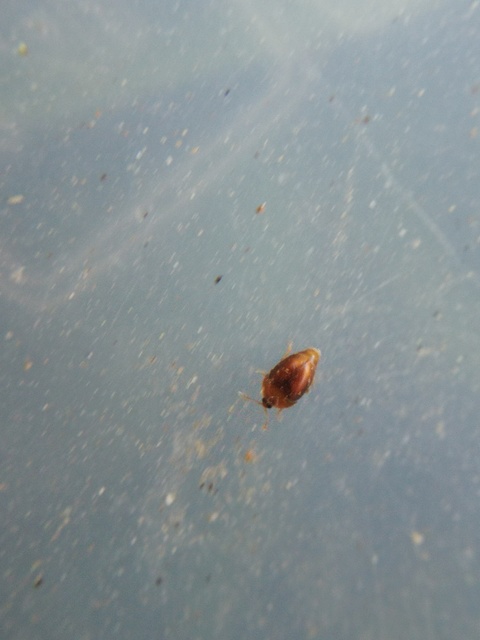 Sericoderus lateralis - selymes pontbogár Sericoderus lateralis - selymes pontbogár
