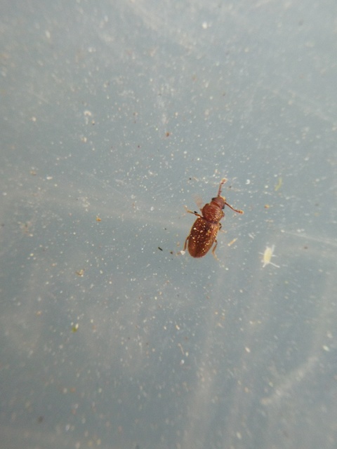 Cryptophagidae - penészbogárfélék