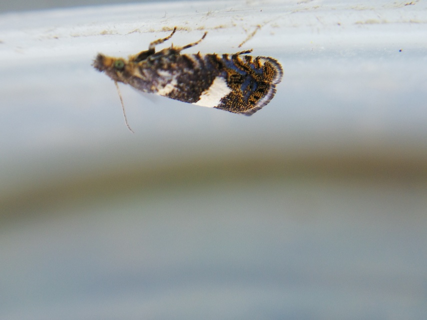 Dichrorampha sequana - fehérfoltos gyökérfúrómoly