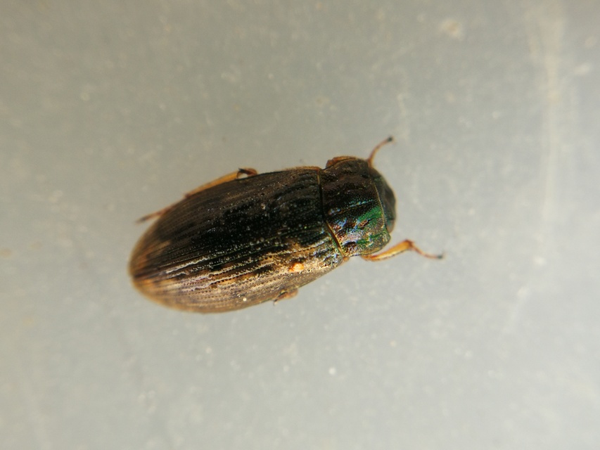 Helophorus