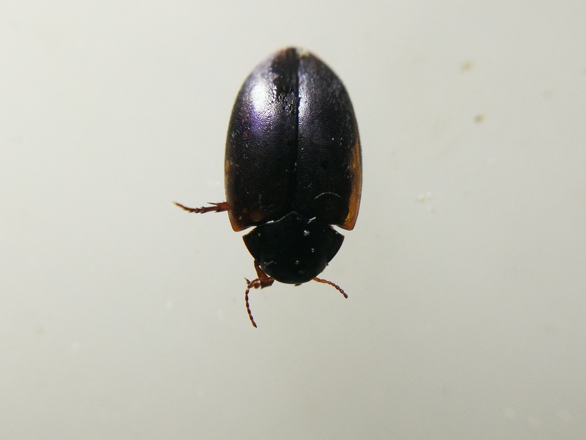 Hydroporus planus - gyakori kiscsíkbogár