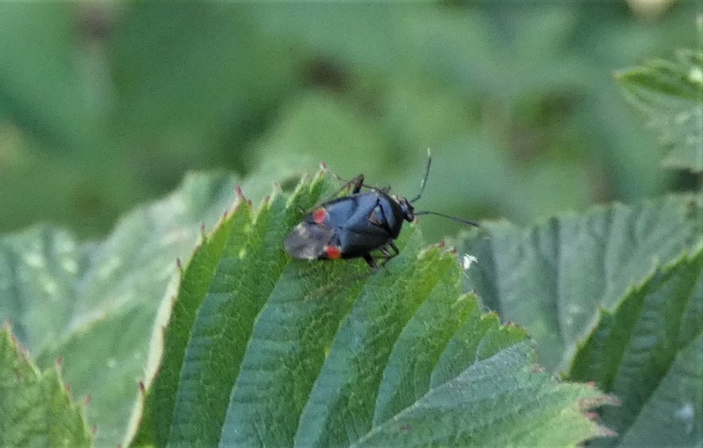 Deraeocoris ruber - vöröses mezeipoloska