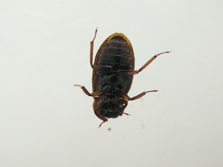 Helophorus