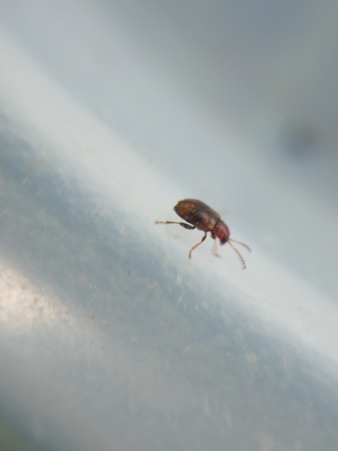 Epitrix hirtipennis - dohány-földibolha