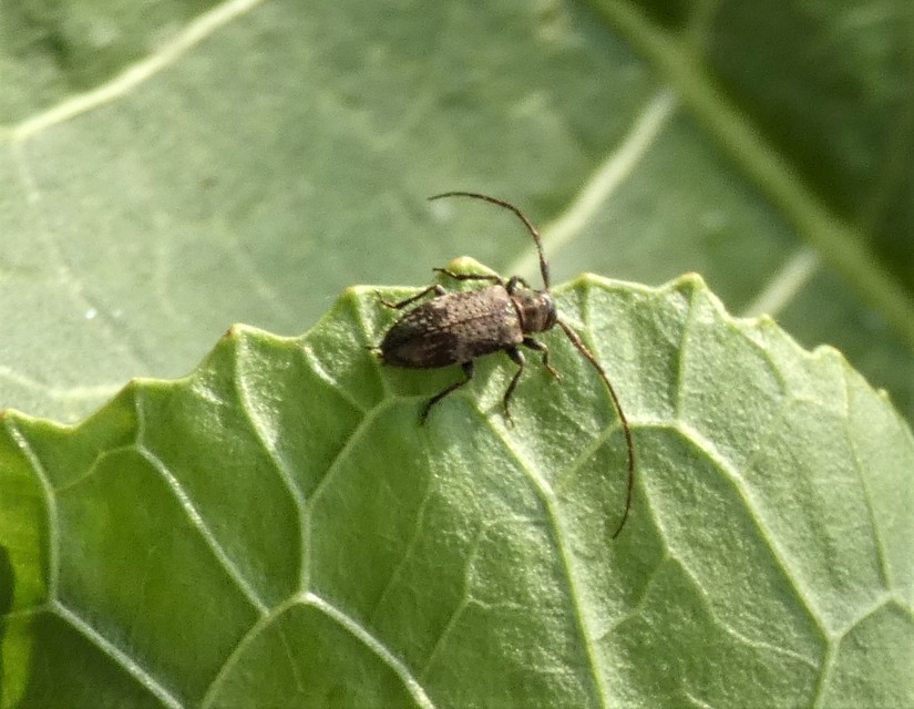 Exocentrus adspersus - tölgyfa-rőzsecincér