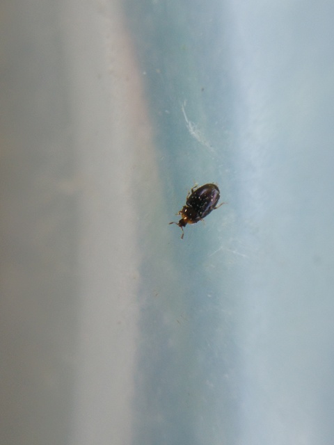 Corylophidae - pontbogárfélék Corylophidae - pontbogárfélék