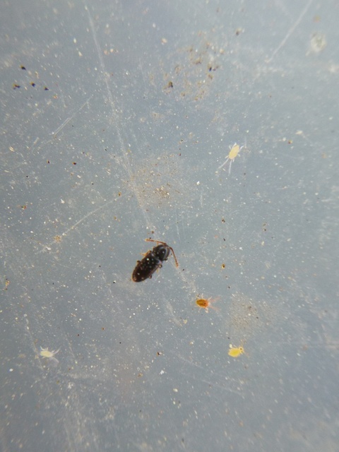 Cryptophagidae - penészbogárfélék