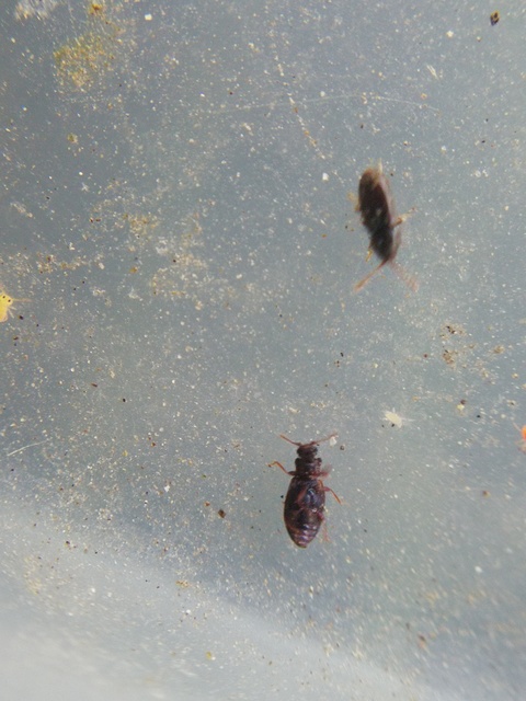 Latridiidae - pudvabogárfélék Latridiidae - pudvabogárfélék