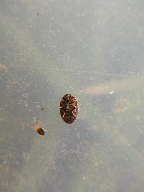 Scirtidae - rétbogárfélék