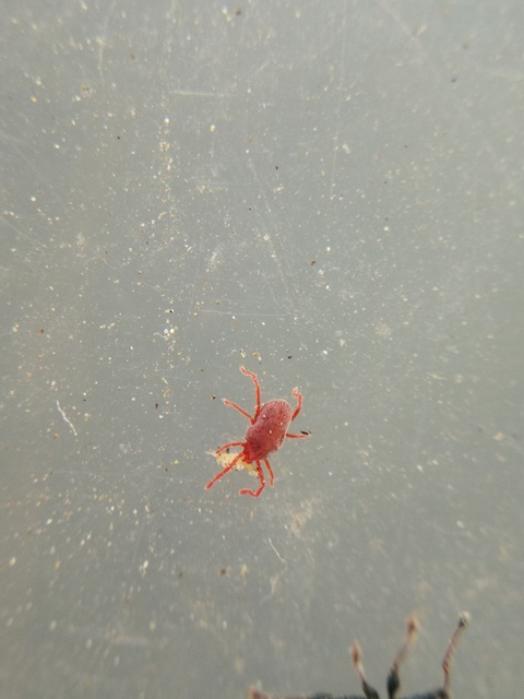 Erythraeidae