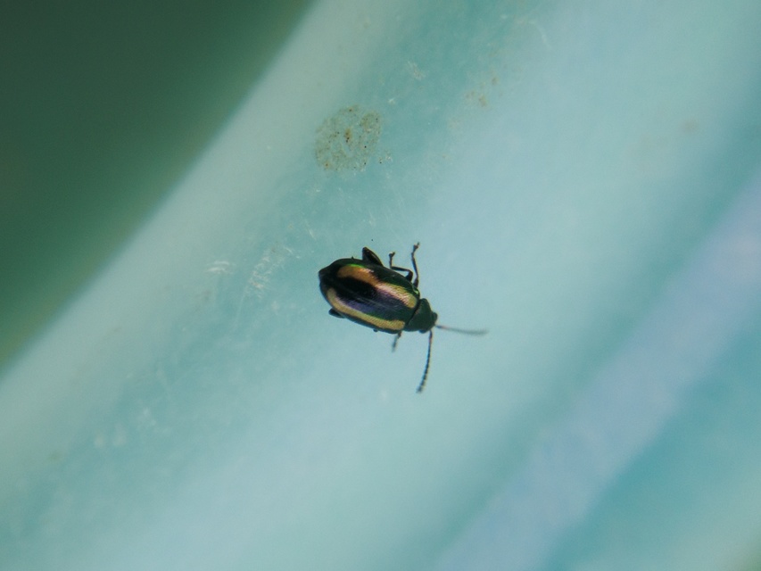 Phyllotreta