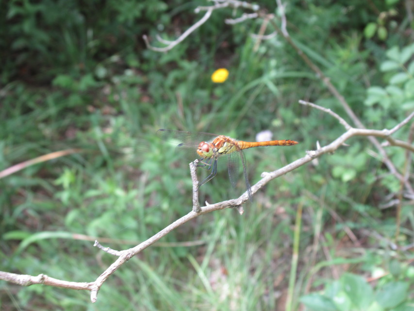 Sympetrum striolatum - harántsávos katona-szitakötő