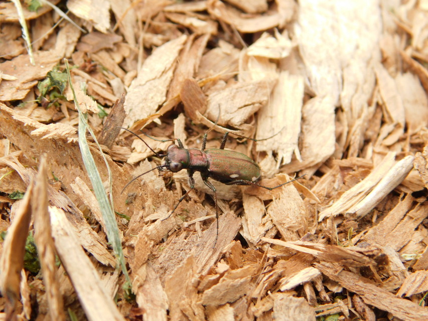 Cylindera germanica - parlagi homokfutrinka