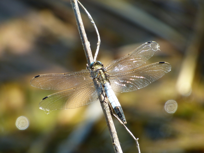 Orthetrum albistylum - fehérfarkú pásztorszitakötő