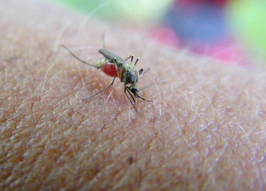 Culicidae - csípőszúnyogok
