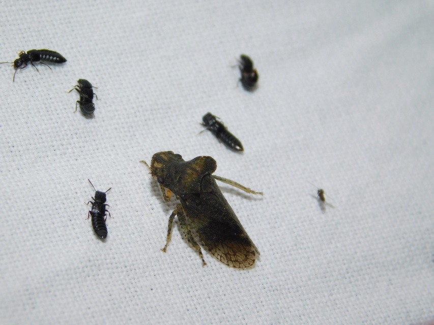 Ledra aurita - füleskabóca