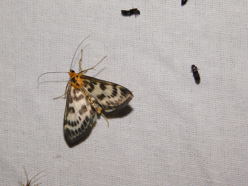 Anania hortulata - tarka csalánmoly