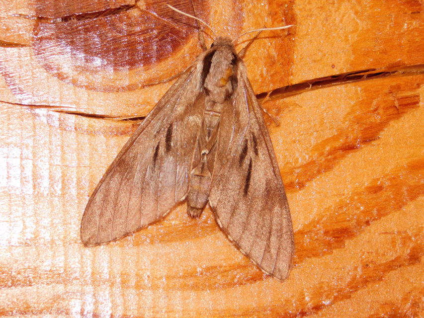 Hyloicus pinastri - fenyőszender