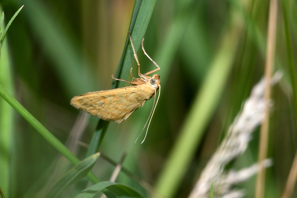 Sitochroa verticalis - világossárga dudvamoly