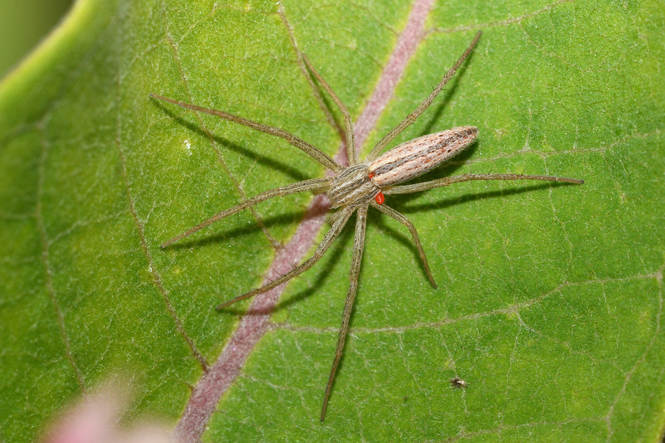 Tibellus