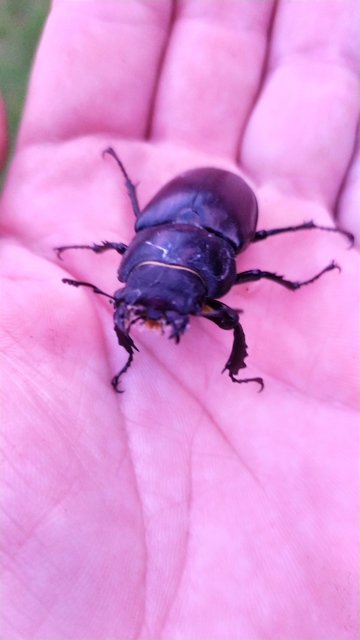 Lucanus cervus - nagy szarvasbogár Lucanus cervus - nagy szarvasbogár
