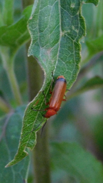 Rhagonycha fulva - feketevégű lágybogár
