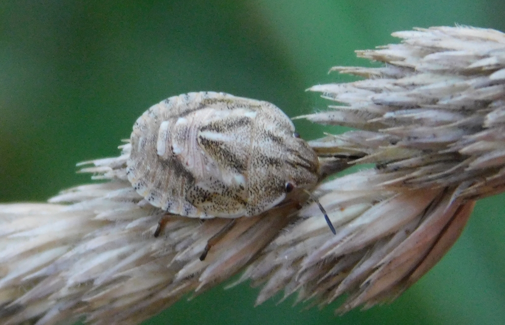 Eurygaster