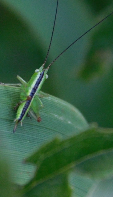 Conocephalus fuscus - kis kúpfejűszöcske