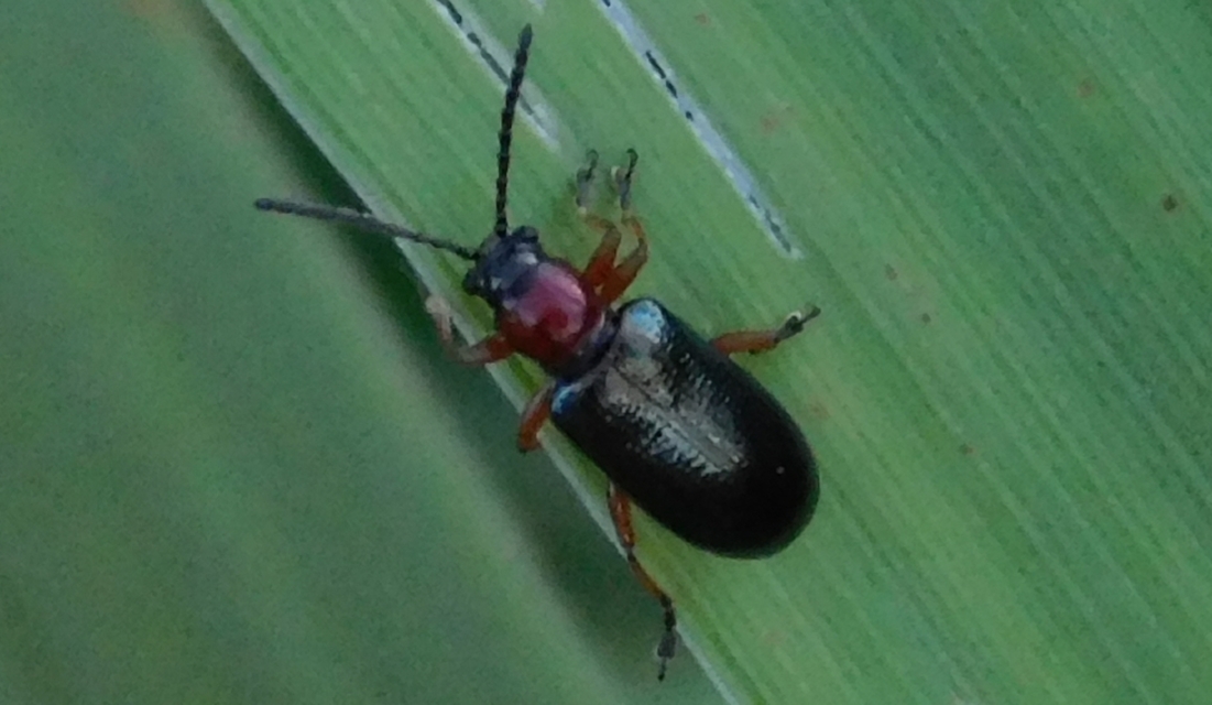 Oulema melanopus/duftschmidi